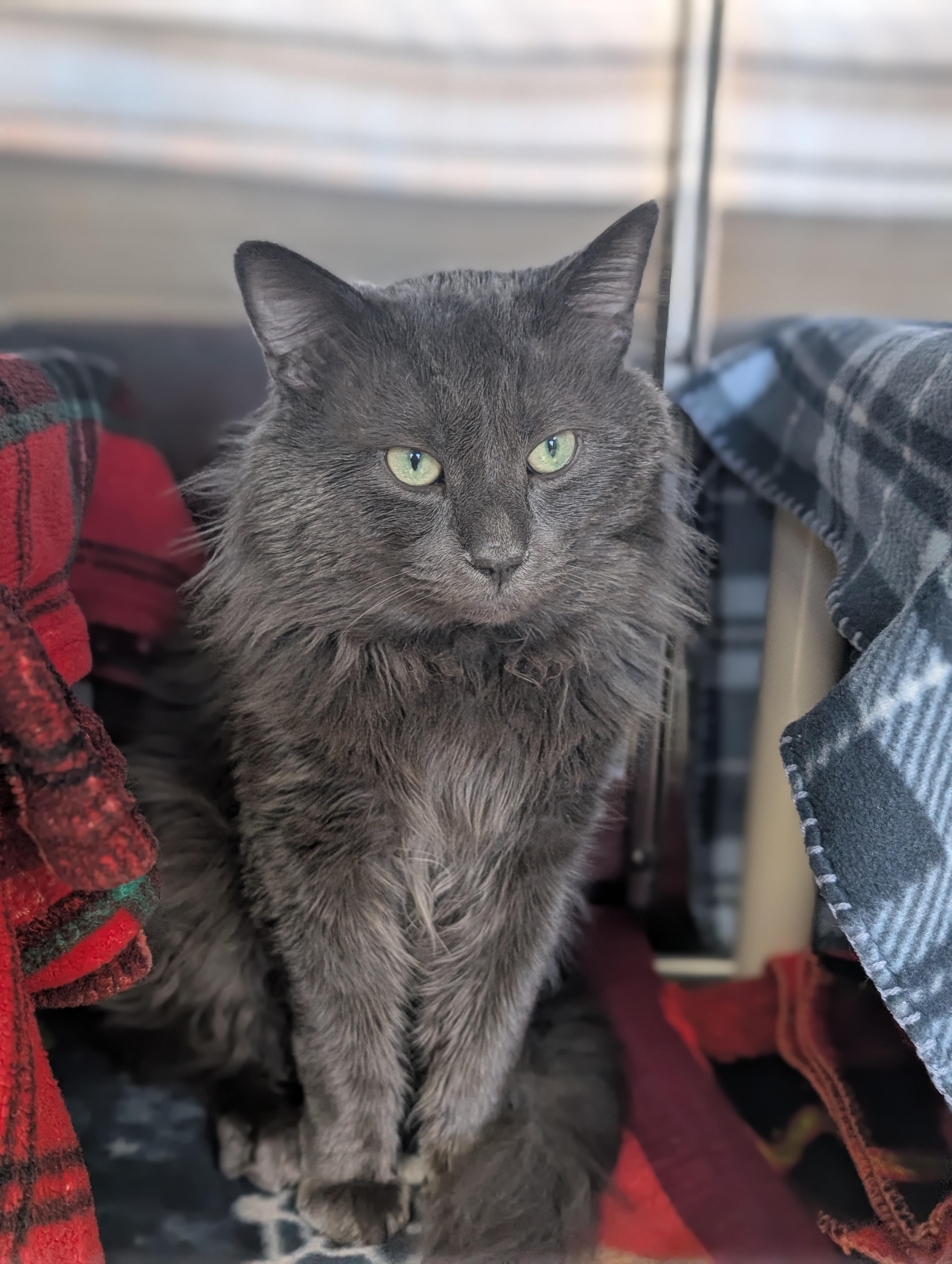 Enlarge Yoda, an adopted Domestic Long Hair in Jefferson, WI image 2/2