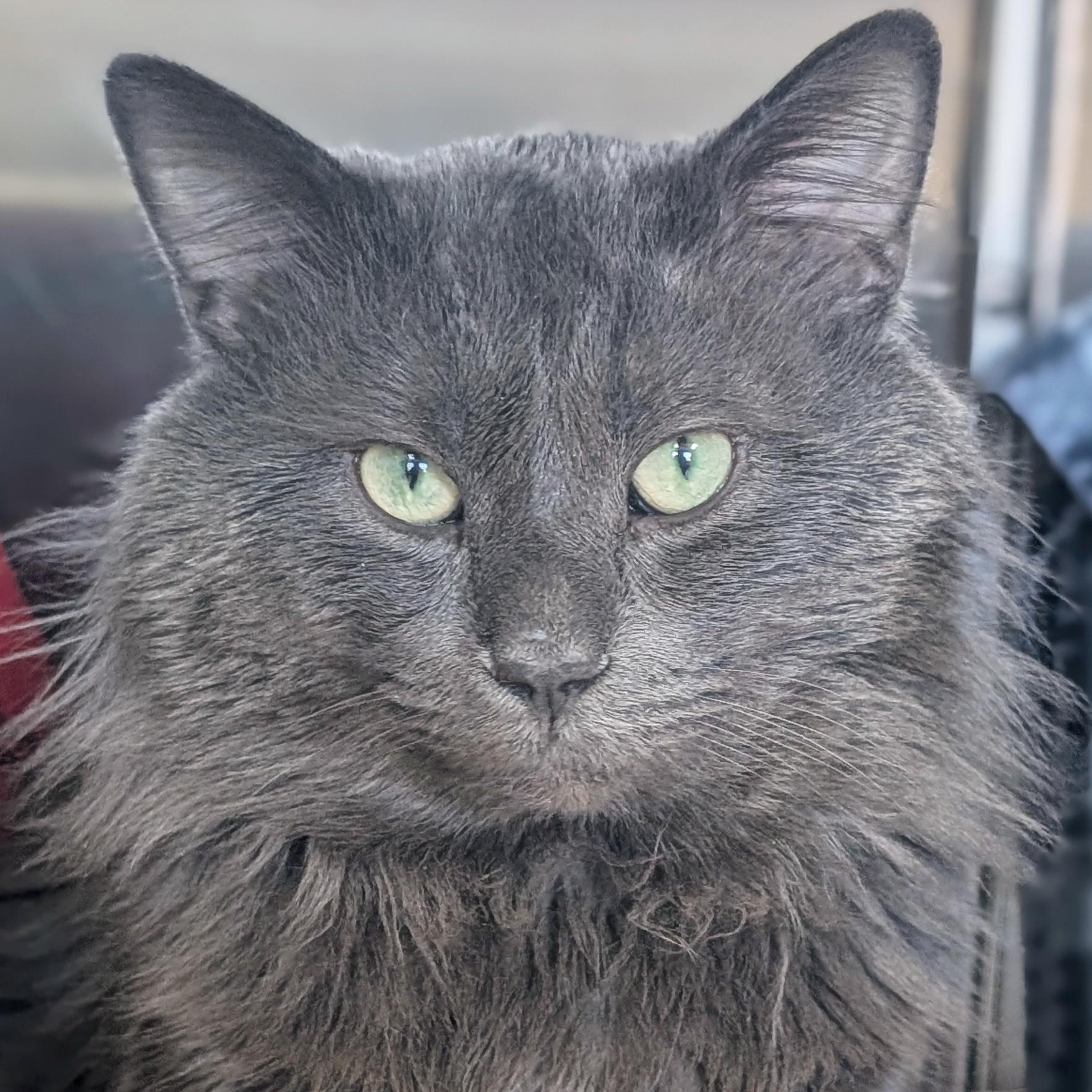 Yoda, adopted, Adult Male Domestic Long Hair.