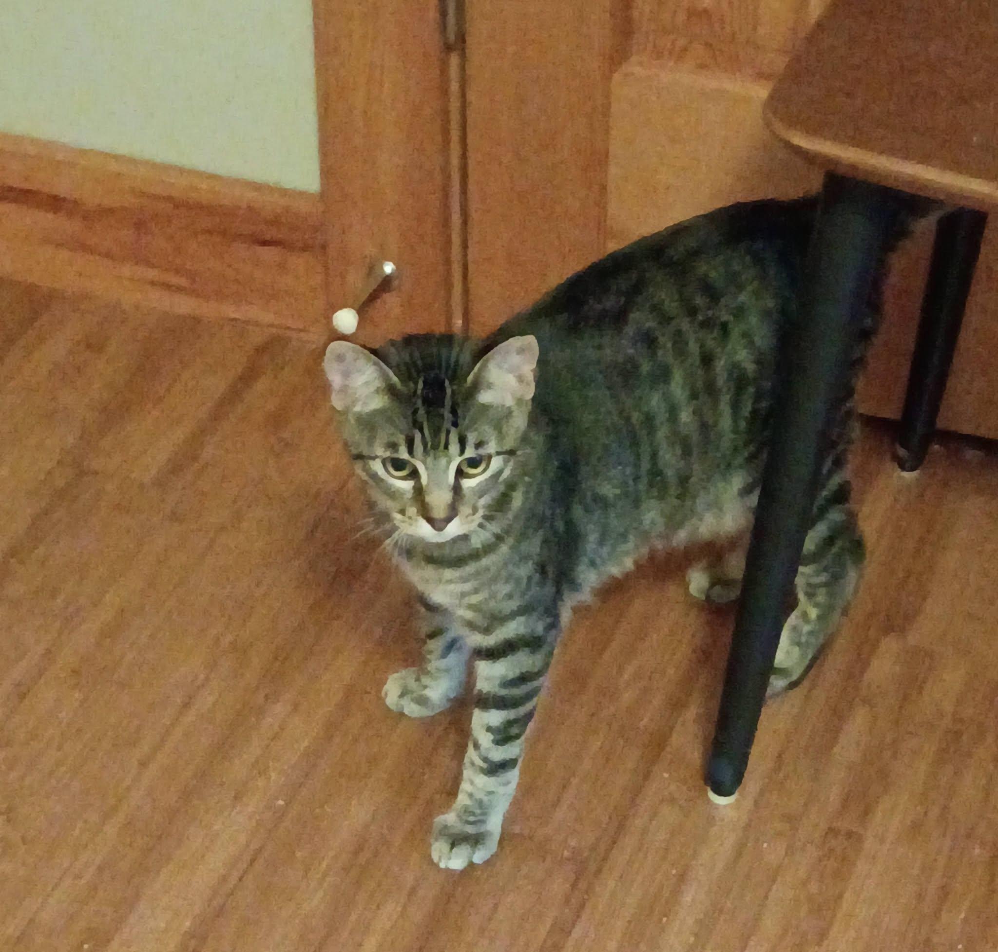 Enlarge Pebbles, a Adoptable Tabby in North Berwick, ME image 3/3