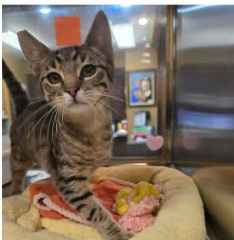 Pebbles, Adoptable, Kitten Female Tabby.