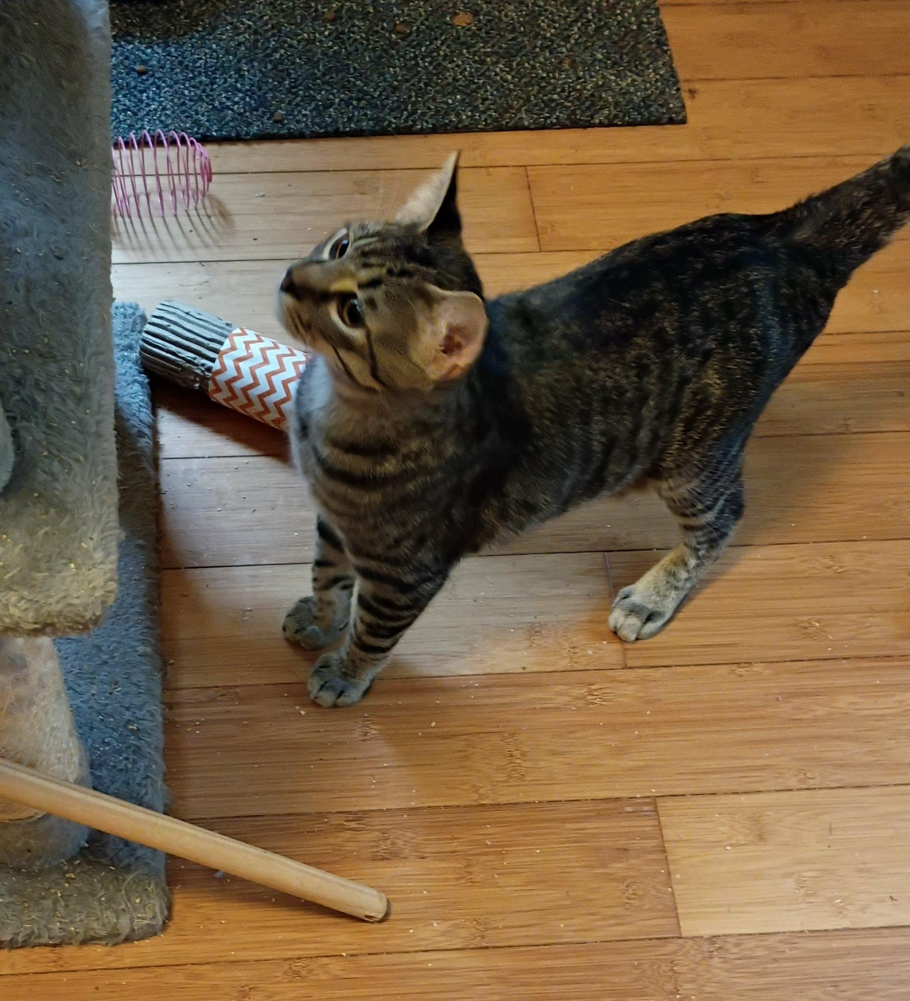 Enlarge Pebbles, a Adoptable Tabby in North Berwick, ME image 1/3