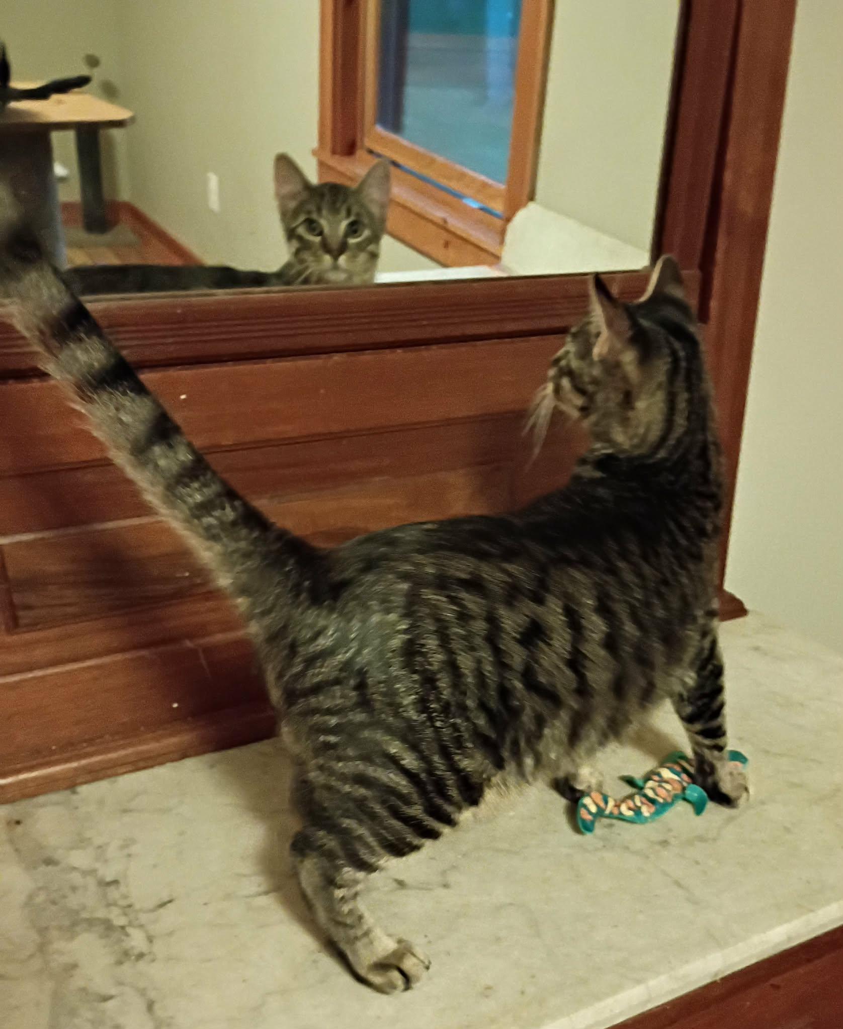 Enlarge Pebbles, a Adoptable Tabby in North Berwick, ME image 3/4