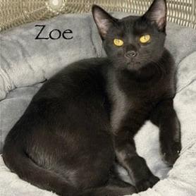 Enlarge Zoe, a Adoptable Domestic Short Hair in Kingman, KS image 2/2