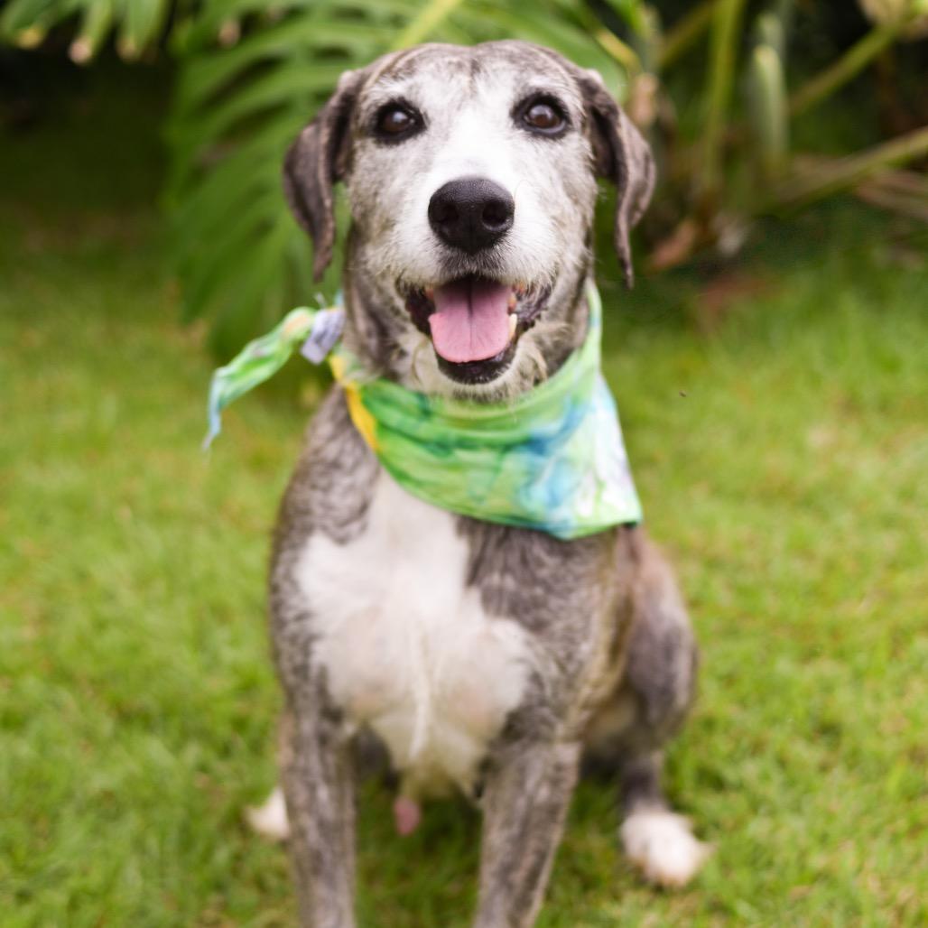 Birdie, Adoptable, Senior Female Mixed Breed.