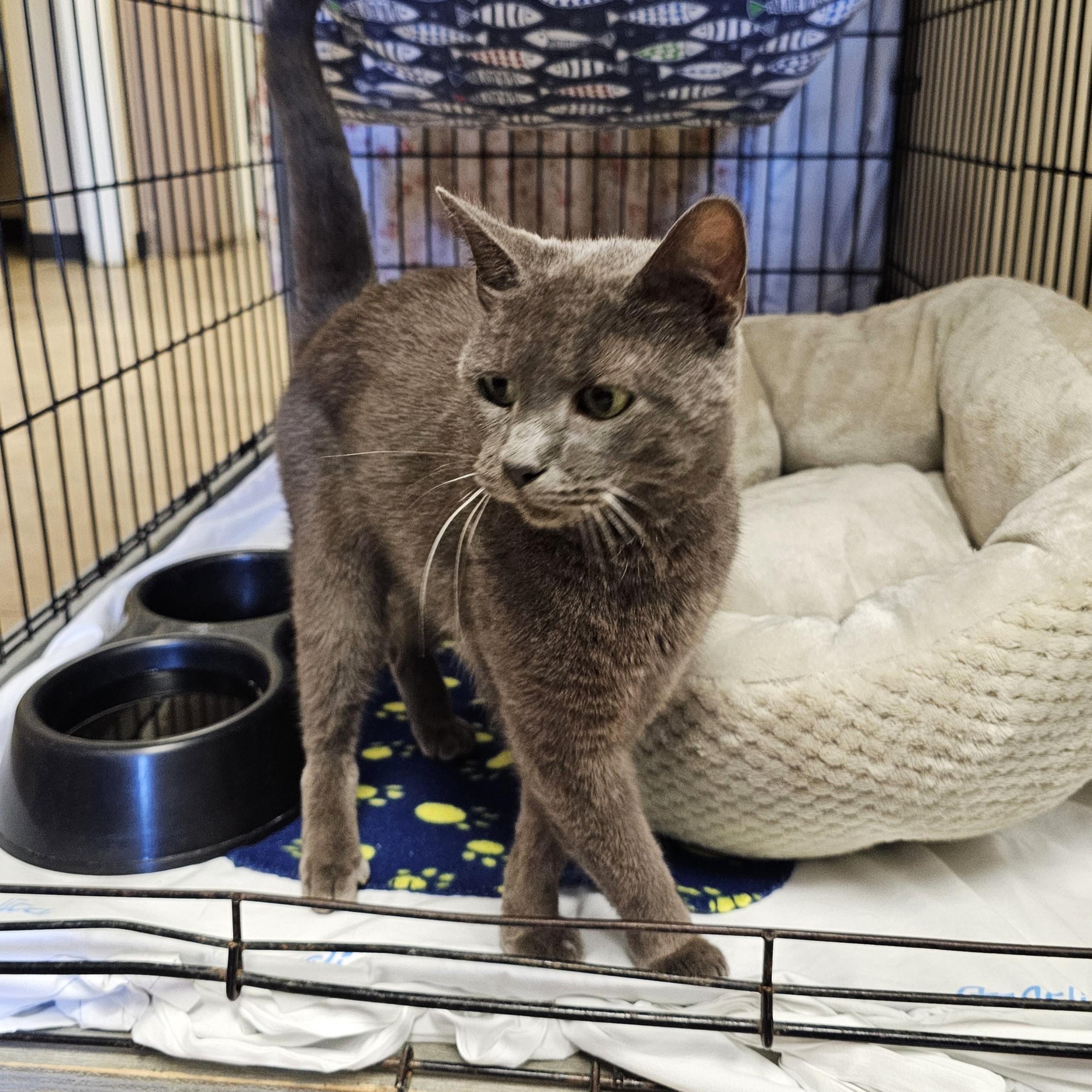 Bunny, Adopted, Adult Female Domestic Short Hair.