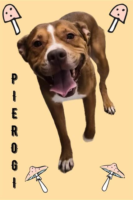 PIEROGI, Adoptable, Adult Male American Staffordshire Terrier & Black Mouth Cur.