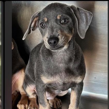 Bo-Peep Available 10/23_4, Adoptable, Puppy Female Chihuahua.