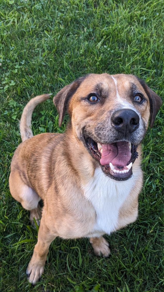 Enlarge Jax, a ADOPTABLE mixed breed in Tiffin, OH image 2/6