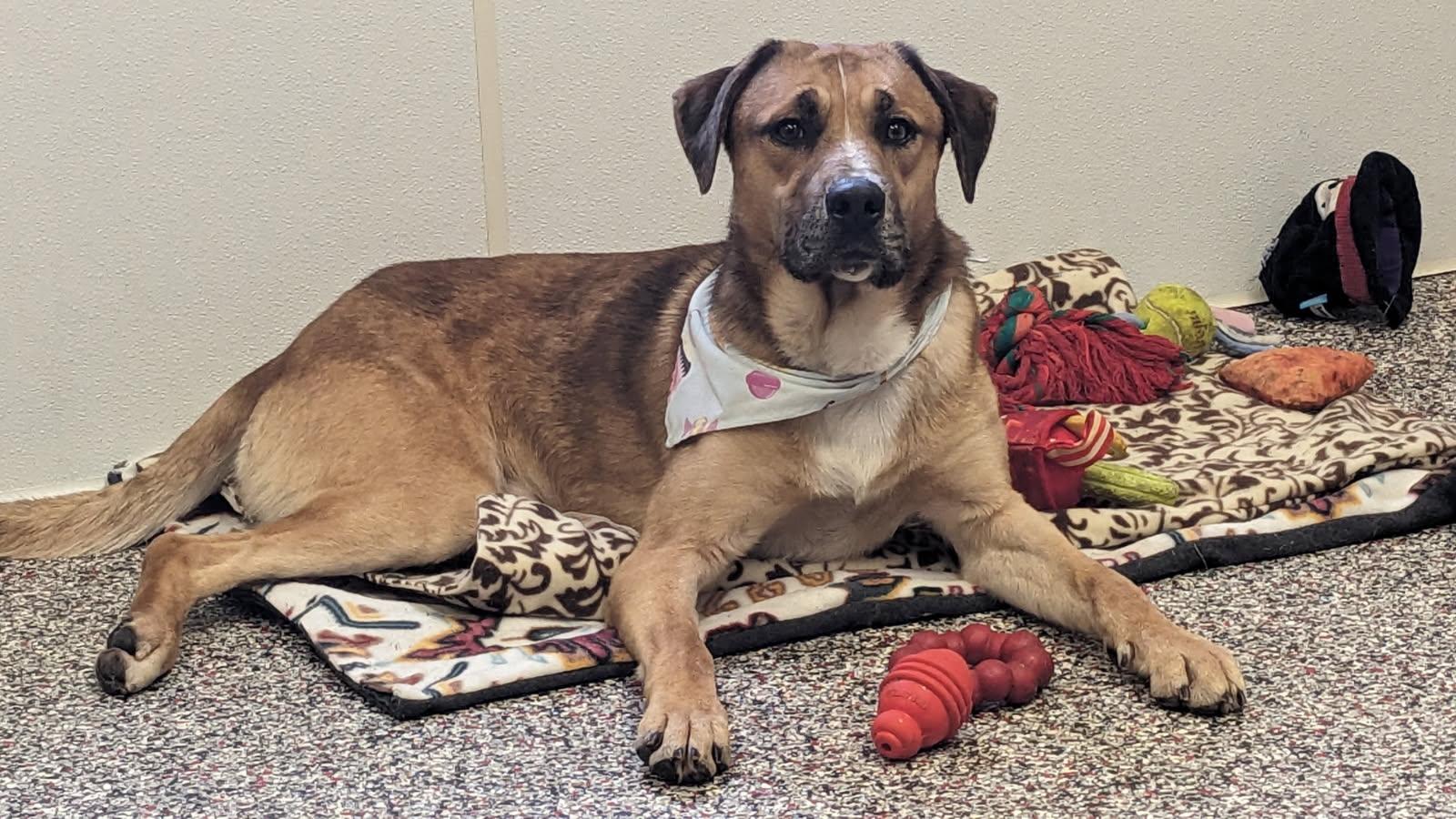 Jax, ADOPTABLE, Young Male Shepherd.