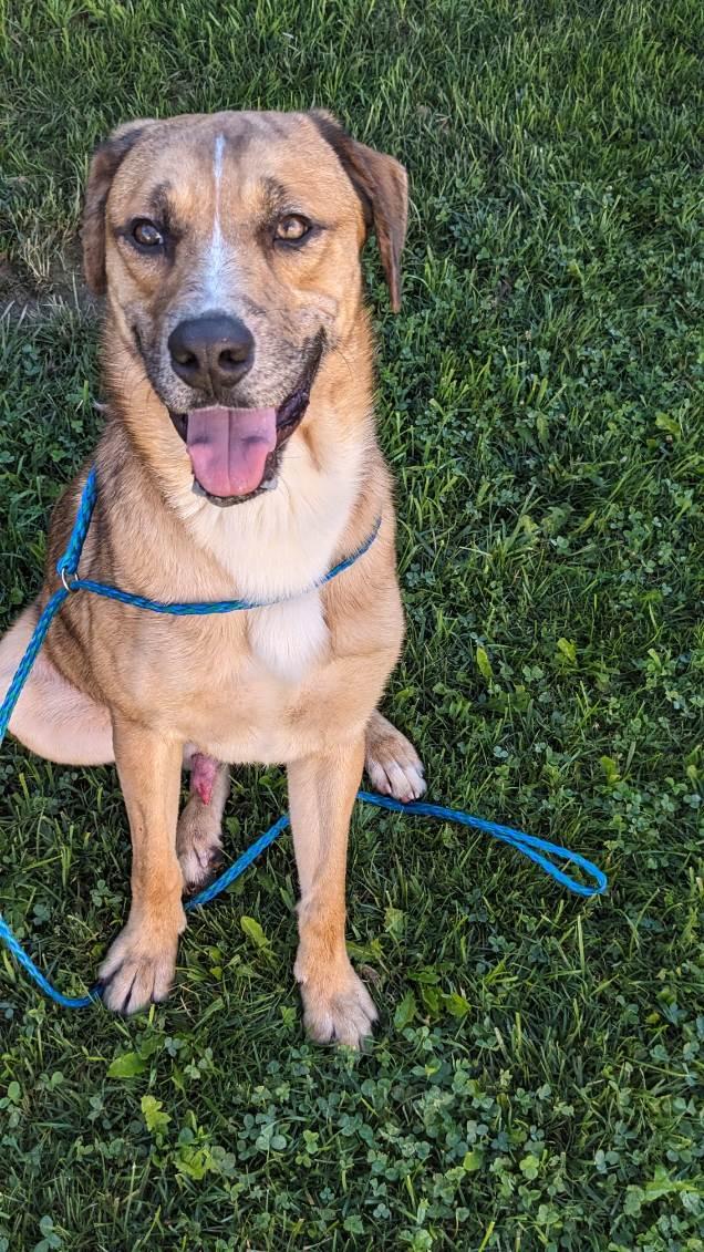 Enlarge Jax, a ADOPTABLE mixed breed in Tiffin, OH image 5/6