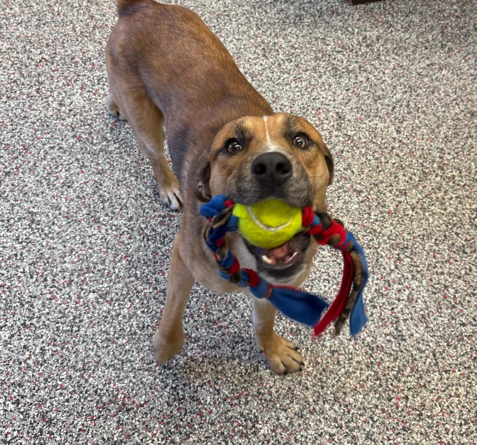Enlarge Jax, a ADOPTABLE mixed breed in Tiffin, OH image 3/6