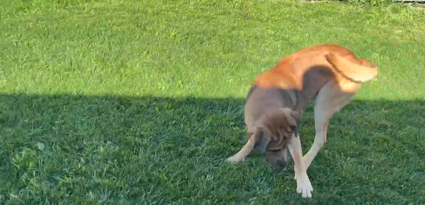 Enlarge Jax, a ADOPTABLE mixed breed in Tiffin, OH video 6/6
