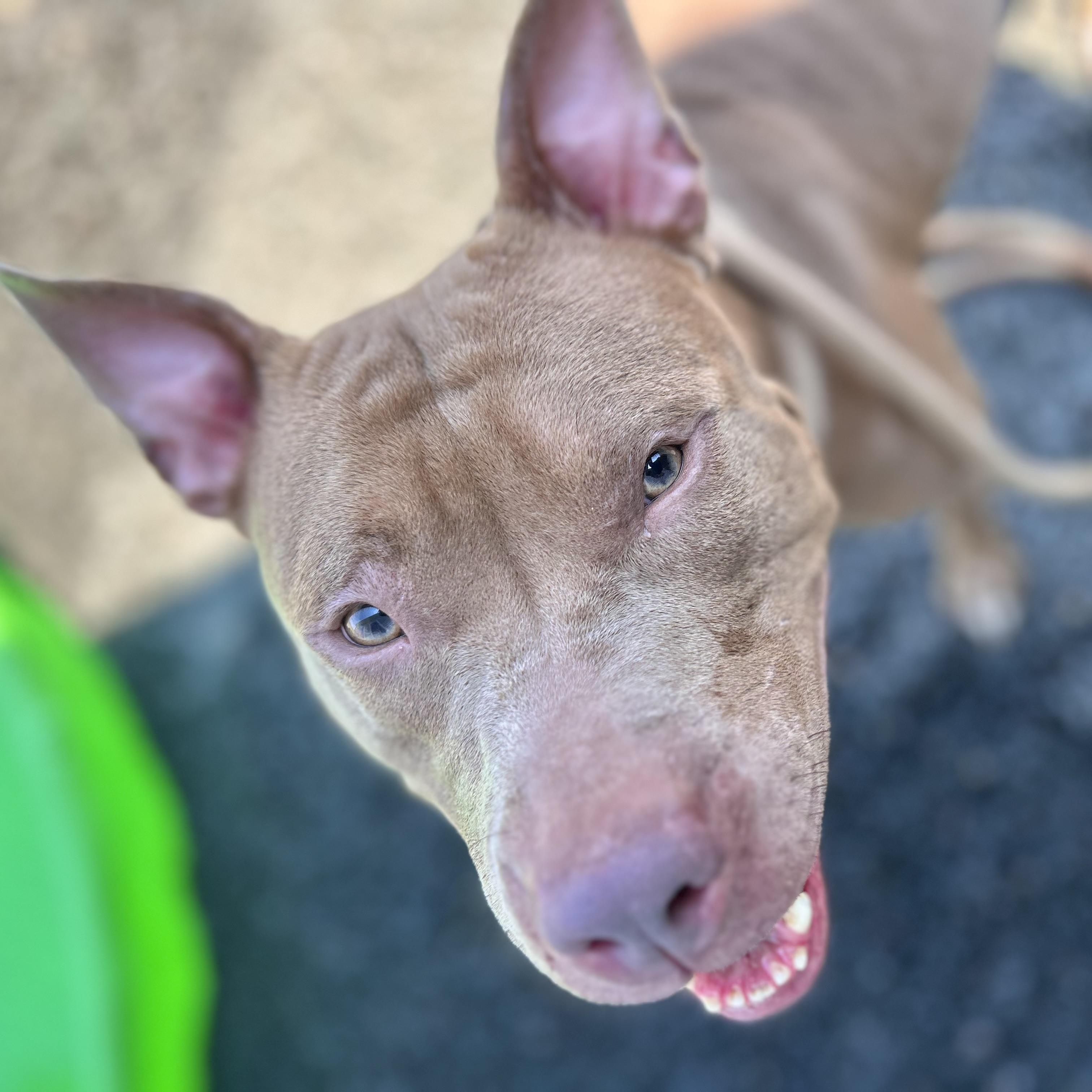 Rose, Adoptable, Adult Female American Bully & Mixed Breed.