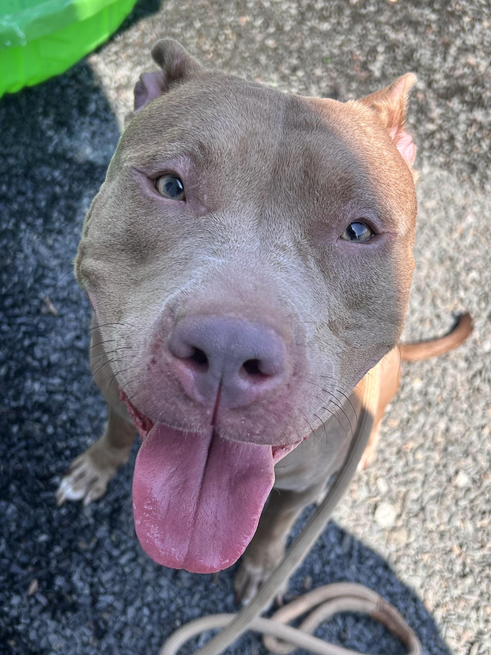 Rose, a Adoptable mixed breed in Wallingford, CT image 2/3