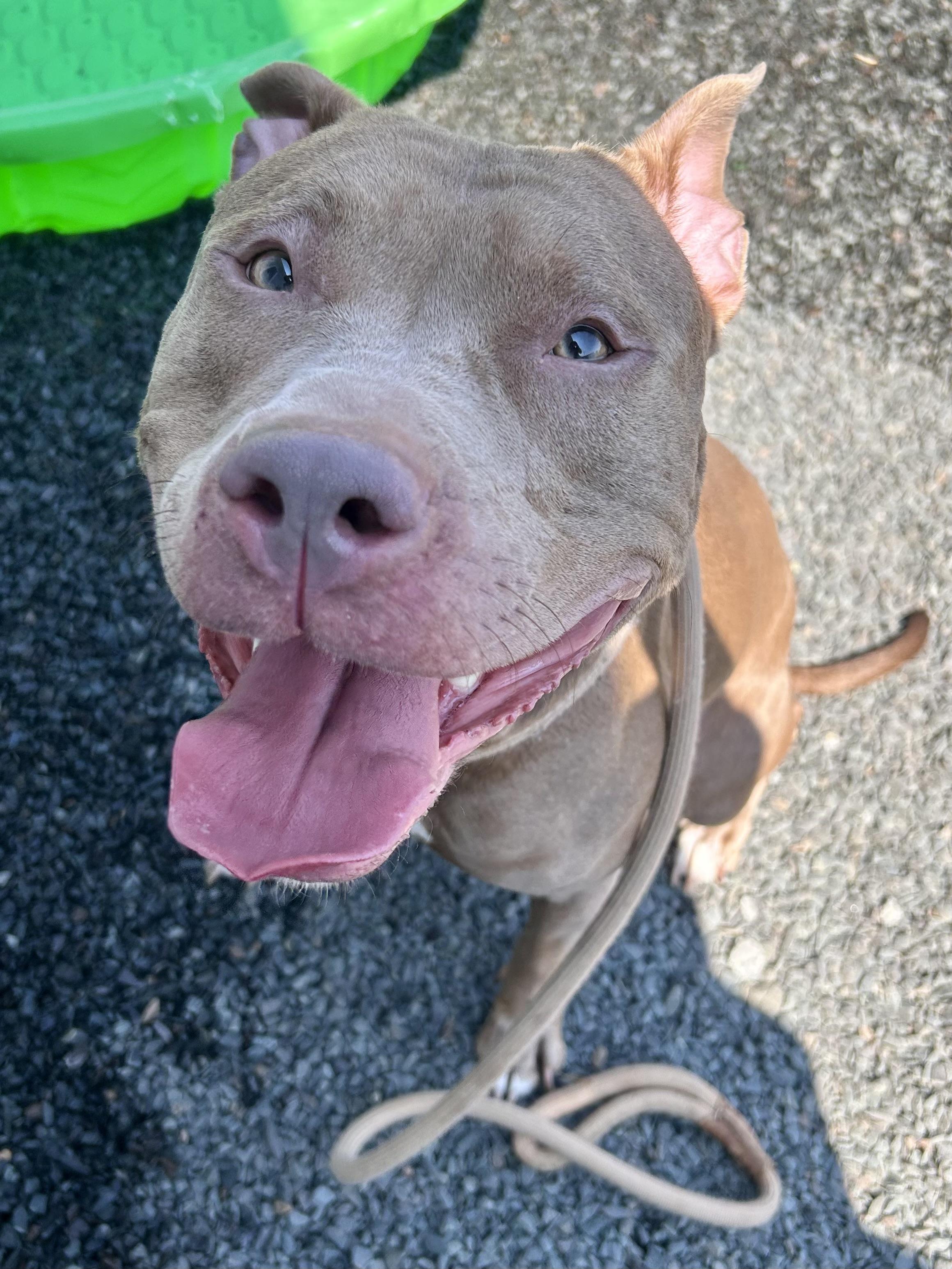 Rose, a Adoptable mixed breed in Wallingford, CT image 3/3