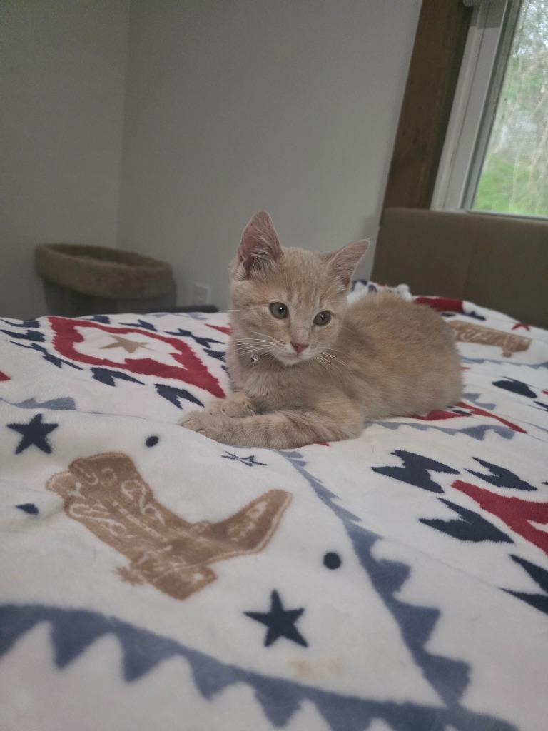 Enlarge Morgan, a Adoptable mixed breed in Johnson City, TN image 4/6