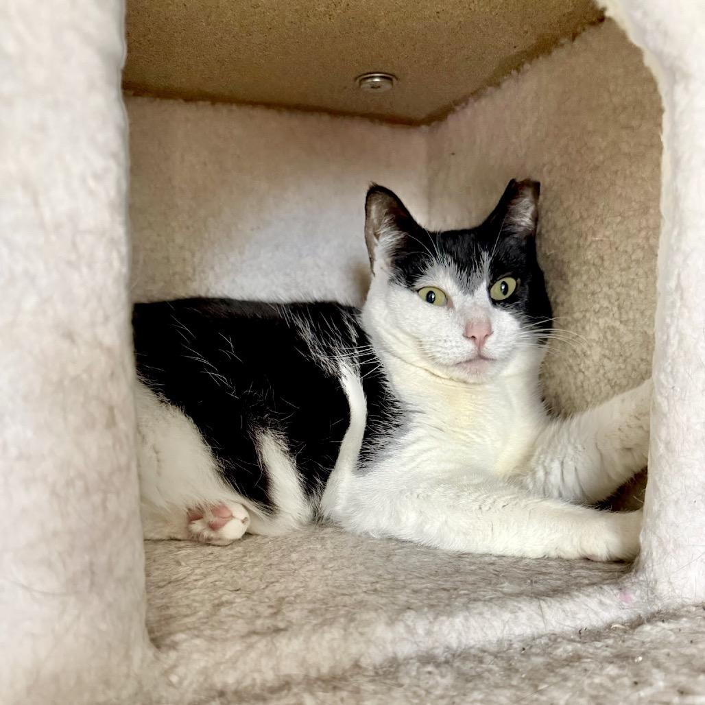 Enlarge Star, a Adoptable Domestic Short Hair in Bayside, NY image 1/4