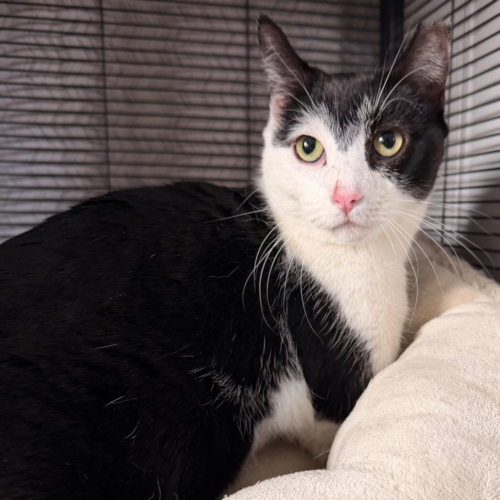 Enlarge Star, a Adoptable Domestic Short Hair in Bayside, NY image 2/4