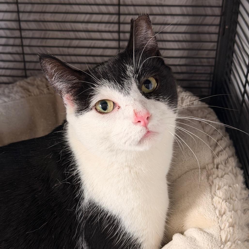 Enlarge Star, a Adoptable Domestic Short Hair in Bayside, NY image 3/4