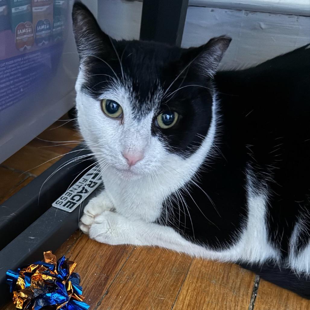 Enlarge Star, a Adoptable Domestic Short Hair in Bayside, NY image 4/4