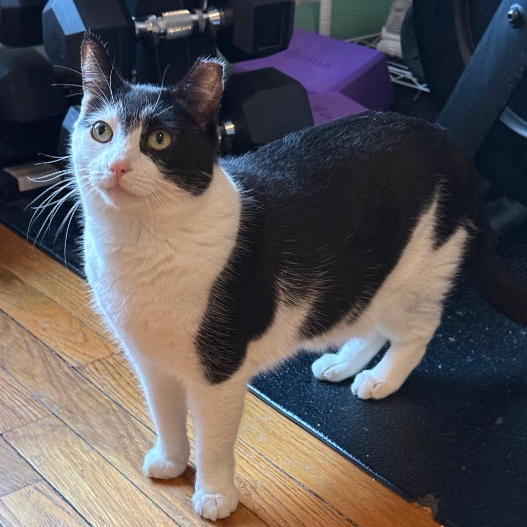 Enlarge Star, a Adoptable Domestic Short Hair in Bayside, NY image 5/5