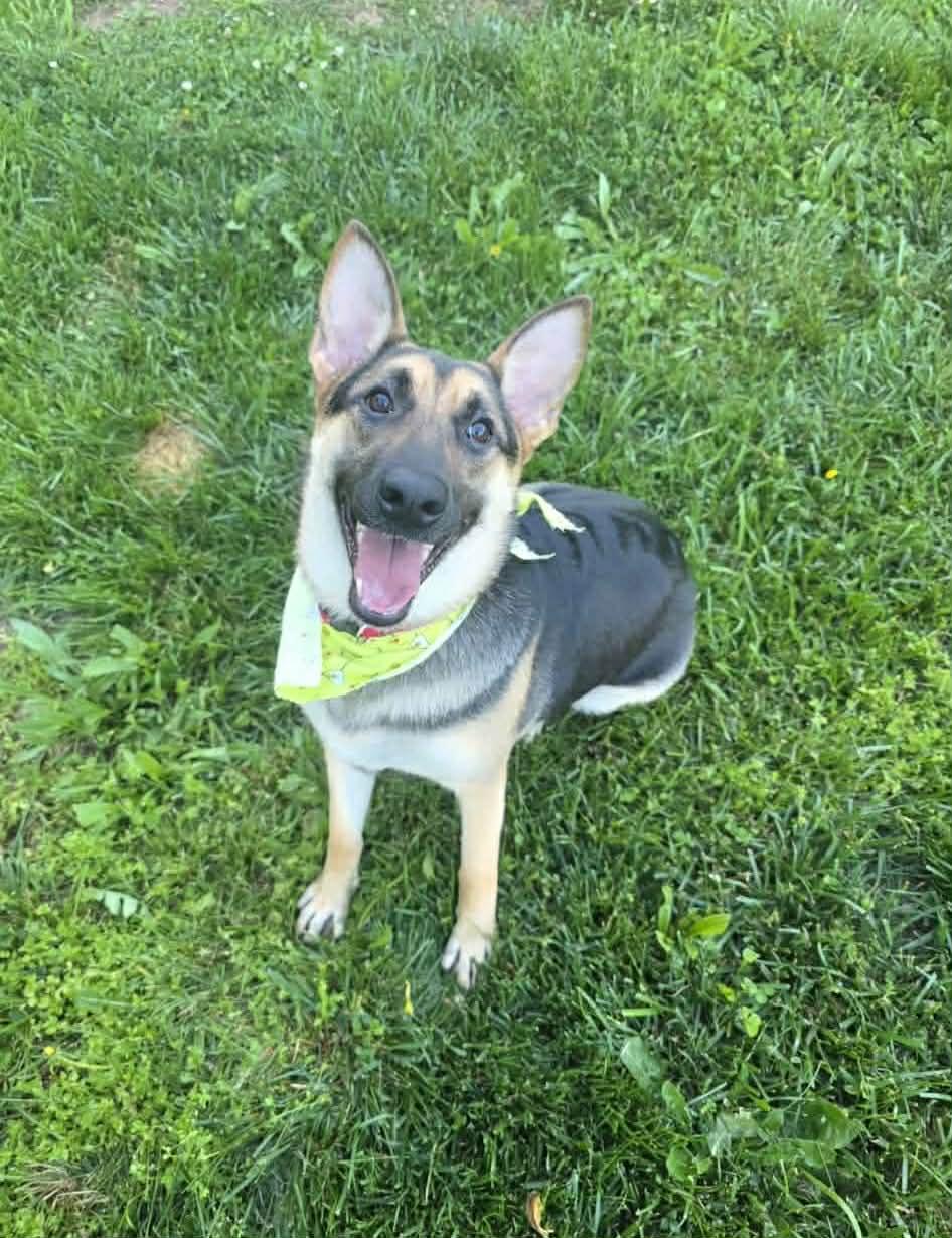 Lola (courtesy listing), a Adoptable German Shepherd Dog in Spotsylvania, VA image 1/3