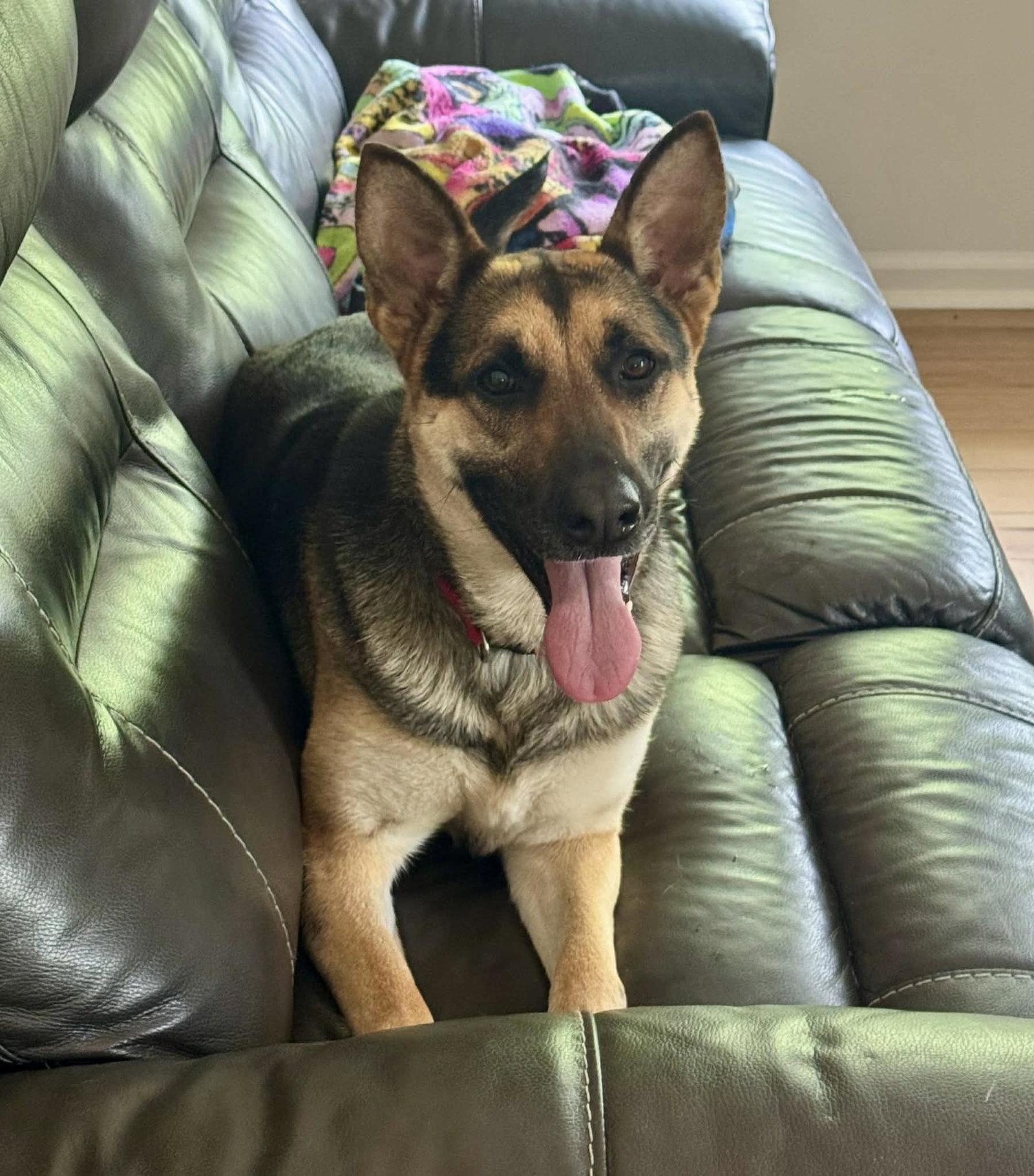 Lola (courtesy listing), a Adoptable German Shepherd Dog in Spotsylvania, VA image 2/3