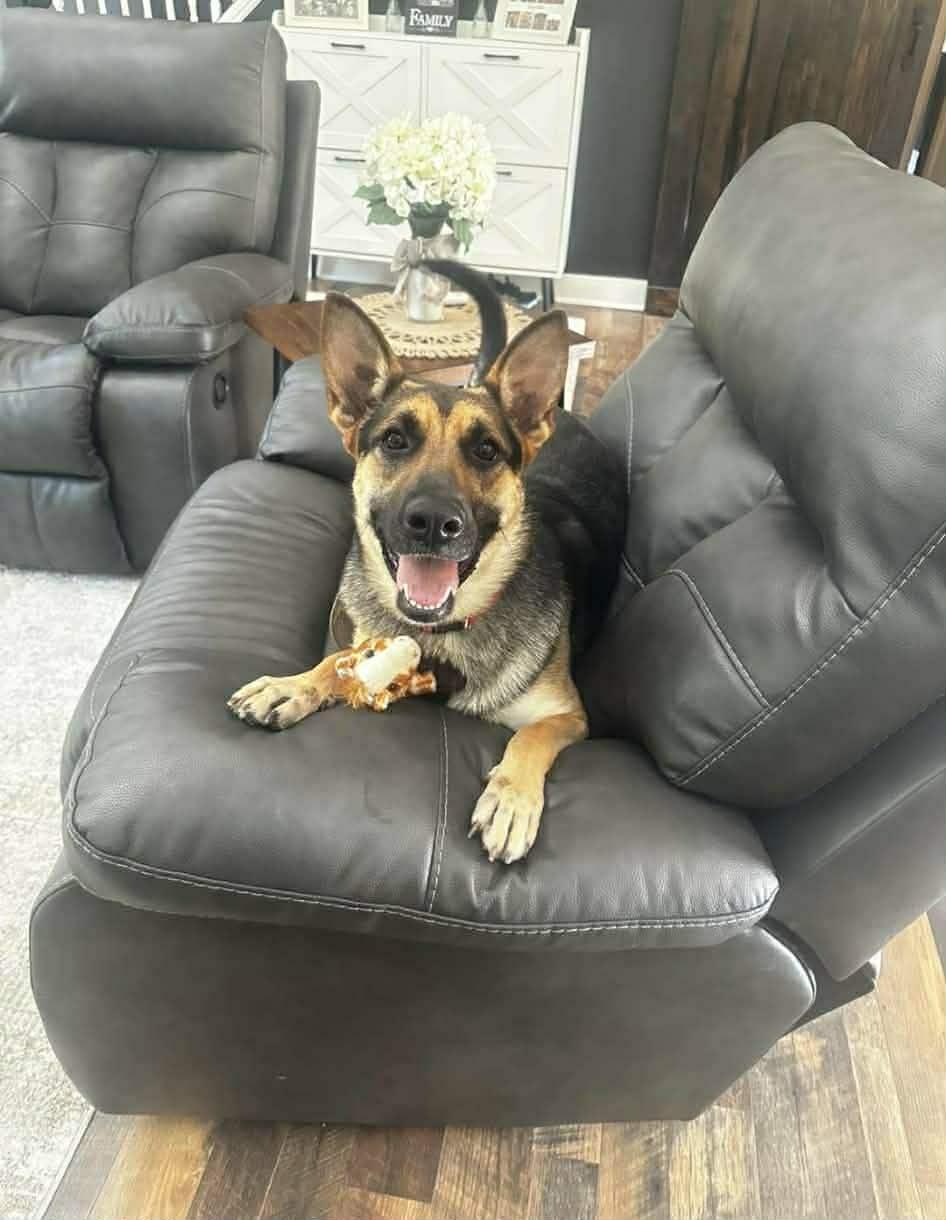 Lola (courtesy listing), a Adoptable German Shepherd Dog in Spotsylvania, VA image 3/3