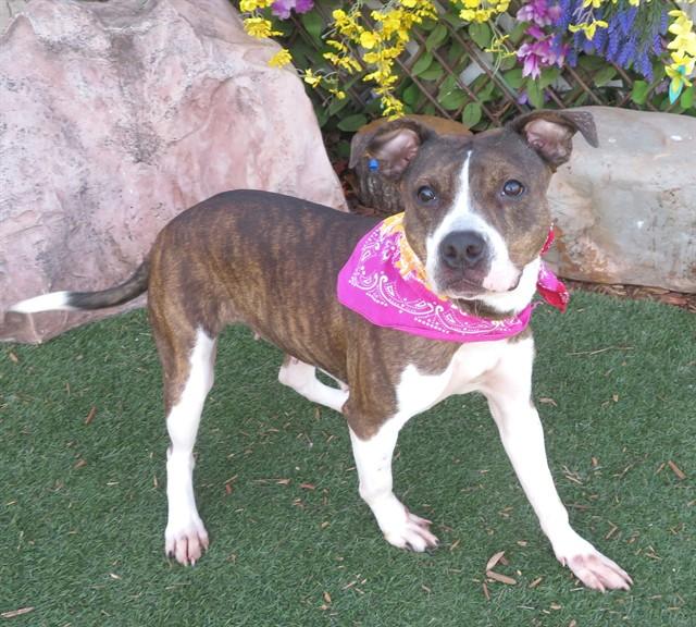 Enlarge SASHA, a Adoptable mixed breed in Oklahoma City, OK image 1/1