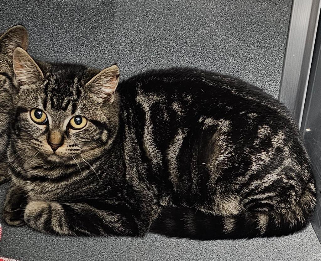 Enlarge Alice, a Adoptable mixed breed in Washington Court House, OH image 1/1