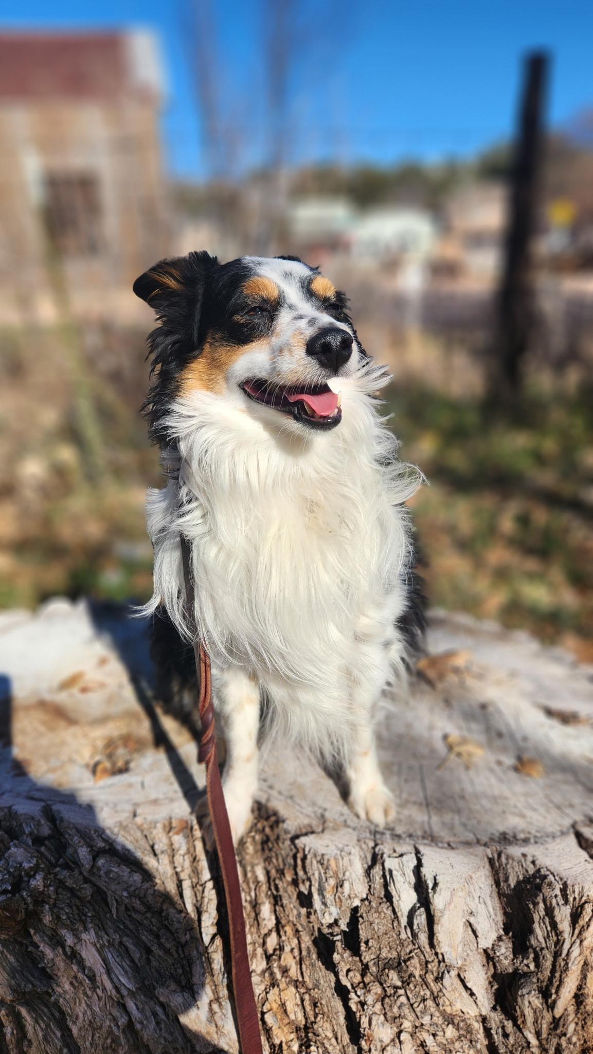 Enlarge Badger, an adopted mixed breed in Payson, AZ image 2/2