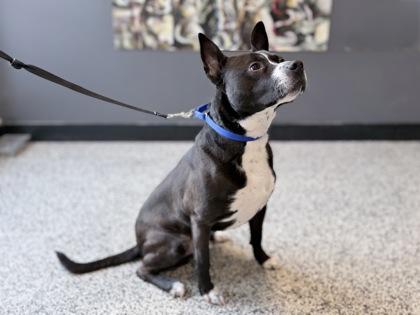 Buzz — thumbnail 2