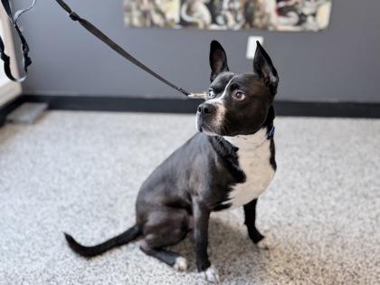 Buzz — thumbnail 3