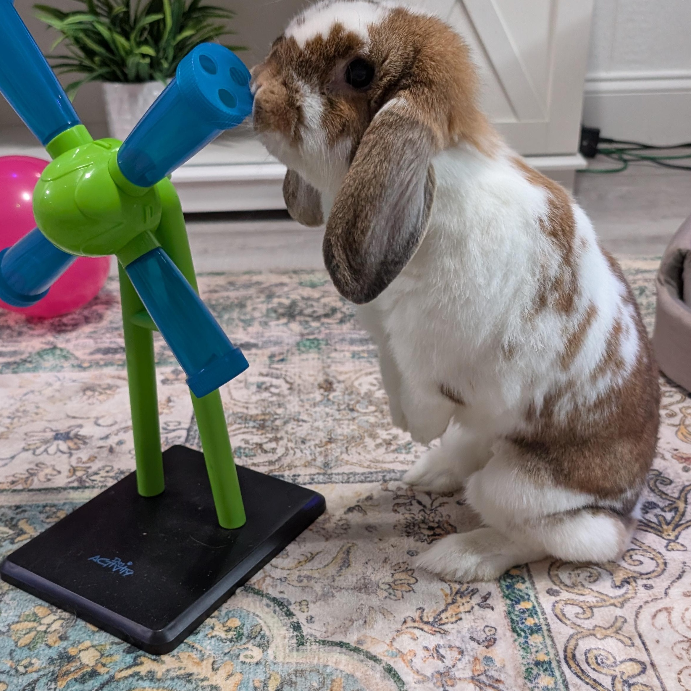Pizzelle, Adopted, Adult Female Lop Eared.