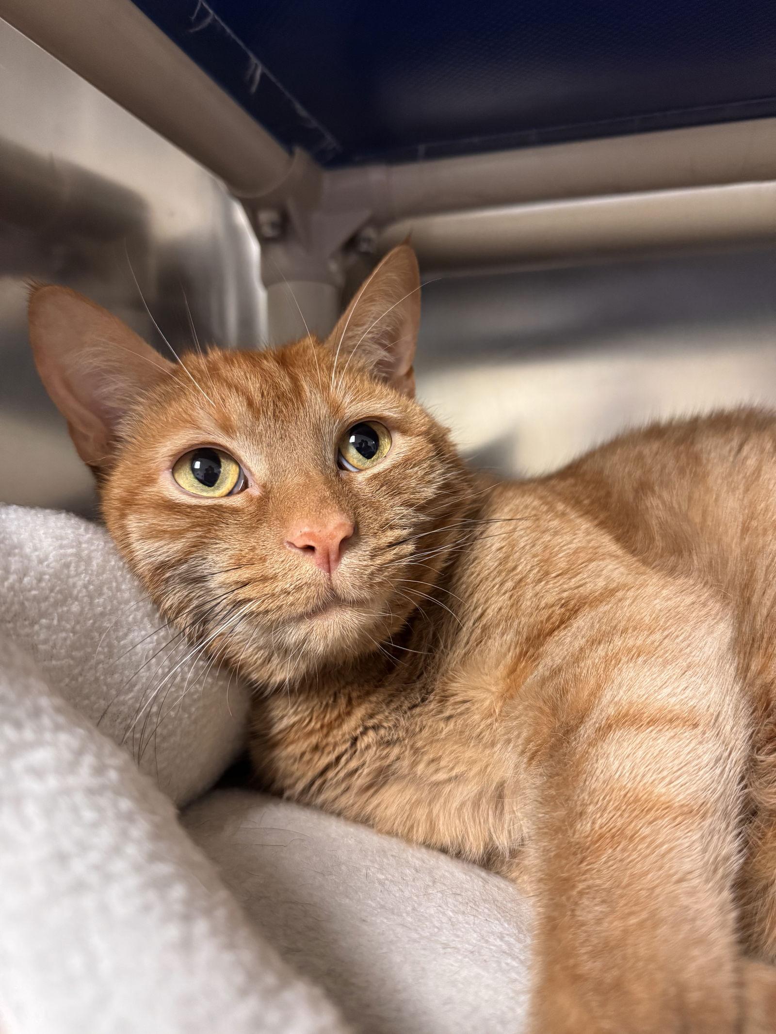 Reggie-pending, a Adopted Domestic Short Hair in Brick, NJ image 1/3