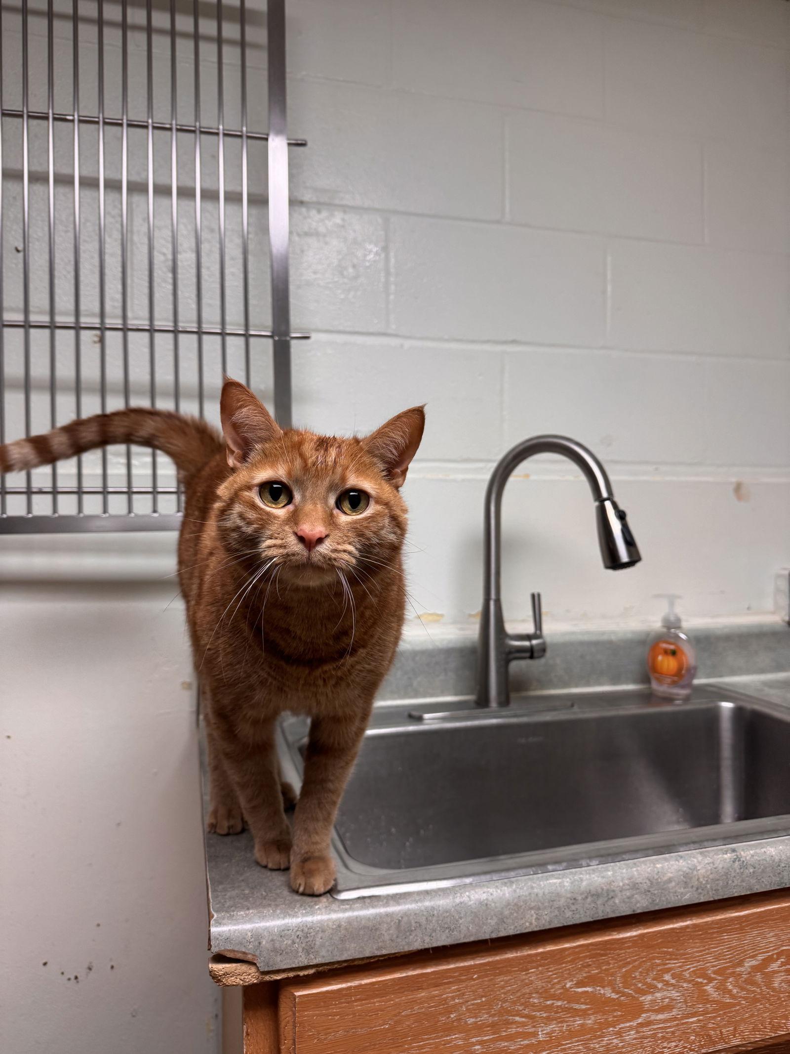 Reggie-pending, a Adopted Domestic Short Hair in Brick, NJ image 2/3