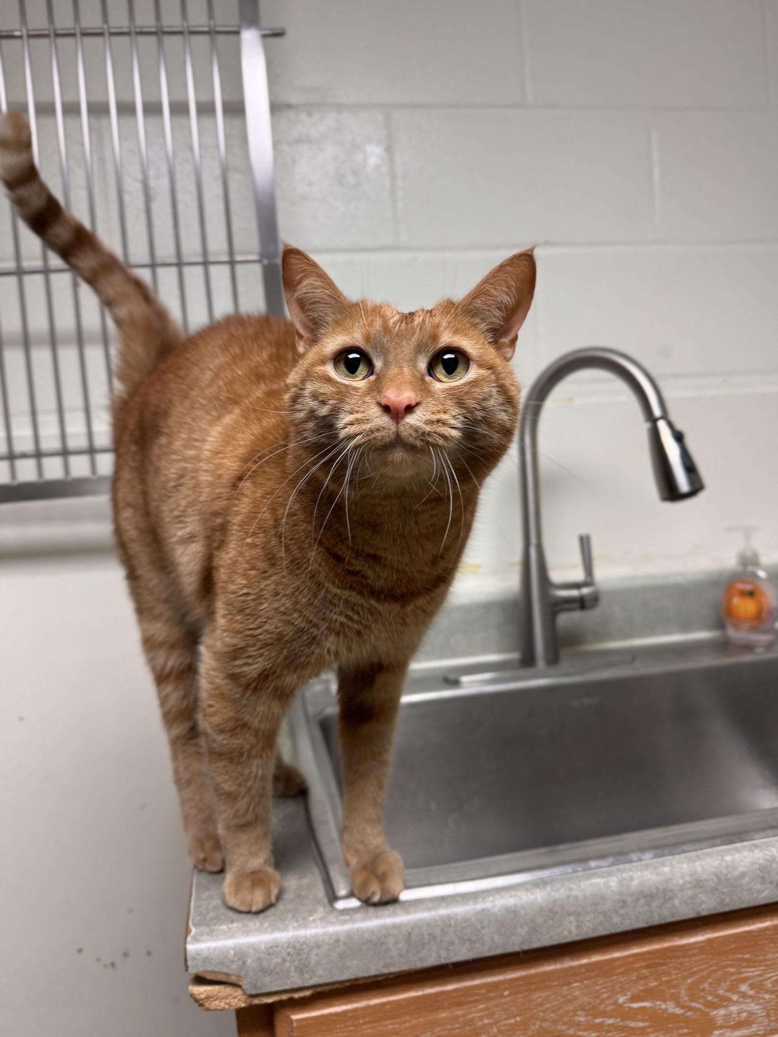 Reggie-pending, a Adopted Domestic Short Hair in Brick, NJ image 3/3