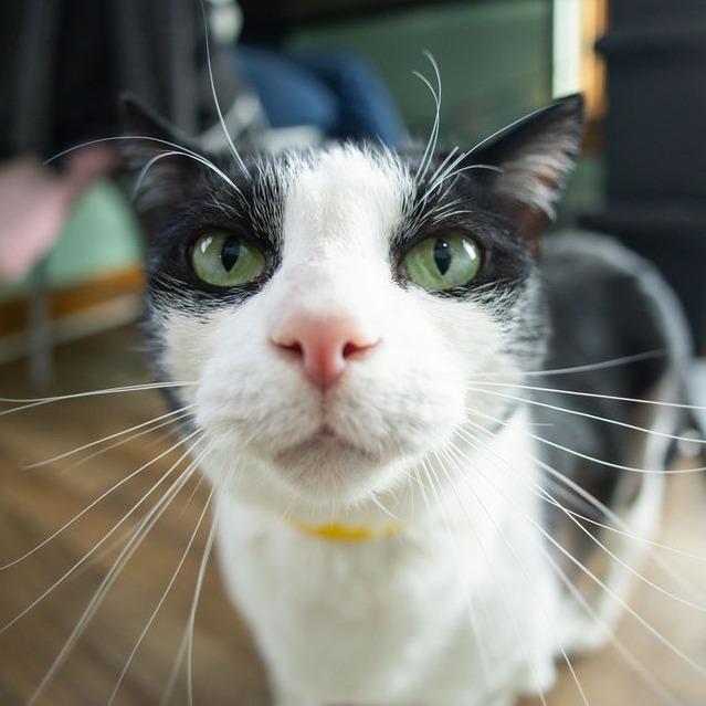 Enlarge Kit Cat - $99, a Adoptable Domestic Short Hair in Brimfield, MA image 1/2