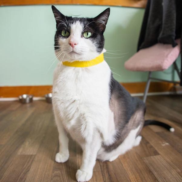 Enlarge Kit Cat - $99, a Adoptable Domestic Short Hair in Brimfield, MA image 2/2