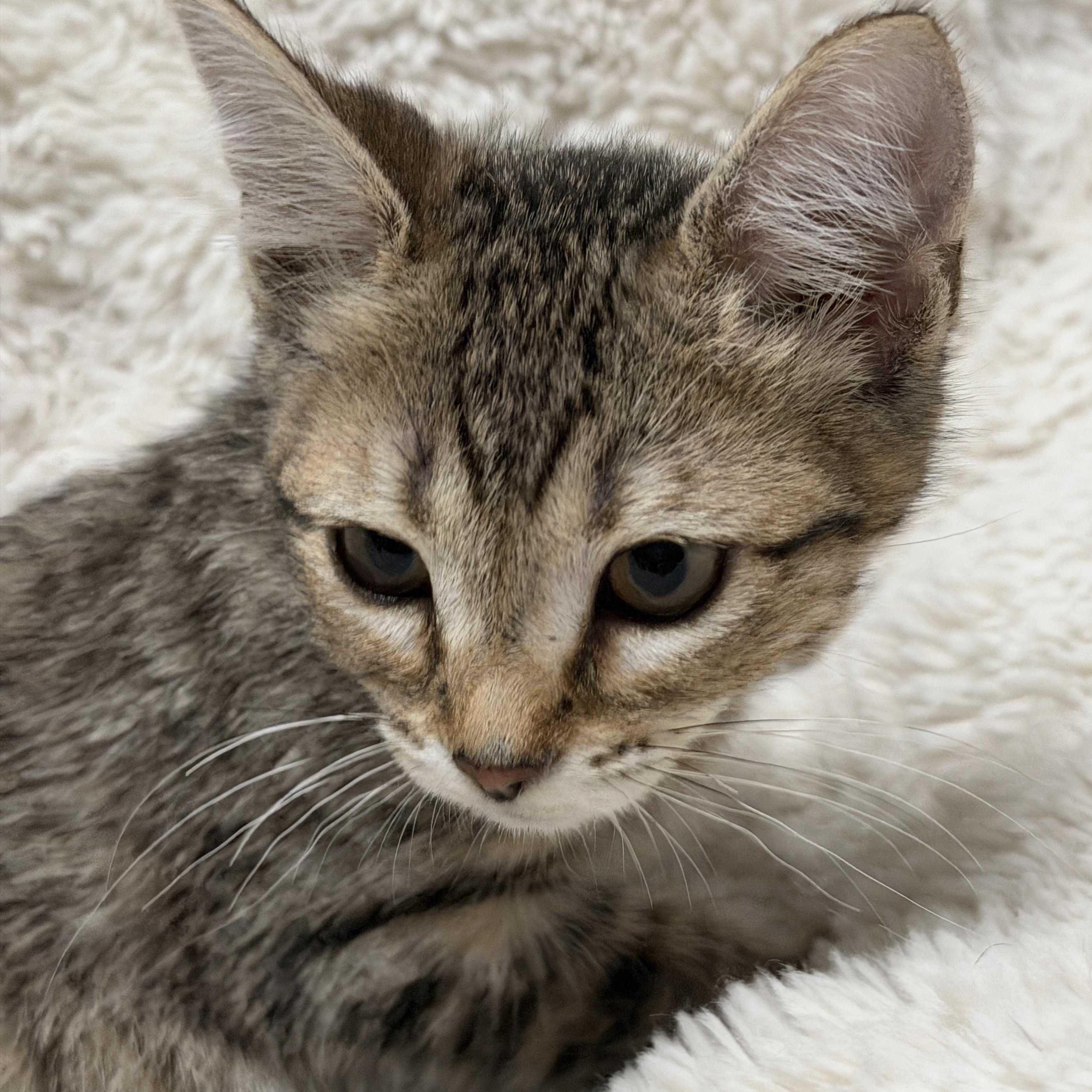 Brooklyn, a ADOPTABLE Tabby in Pasco, WA image 3/6