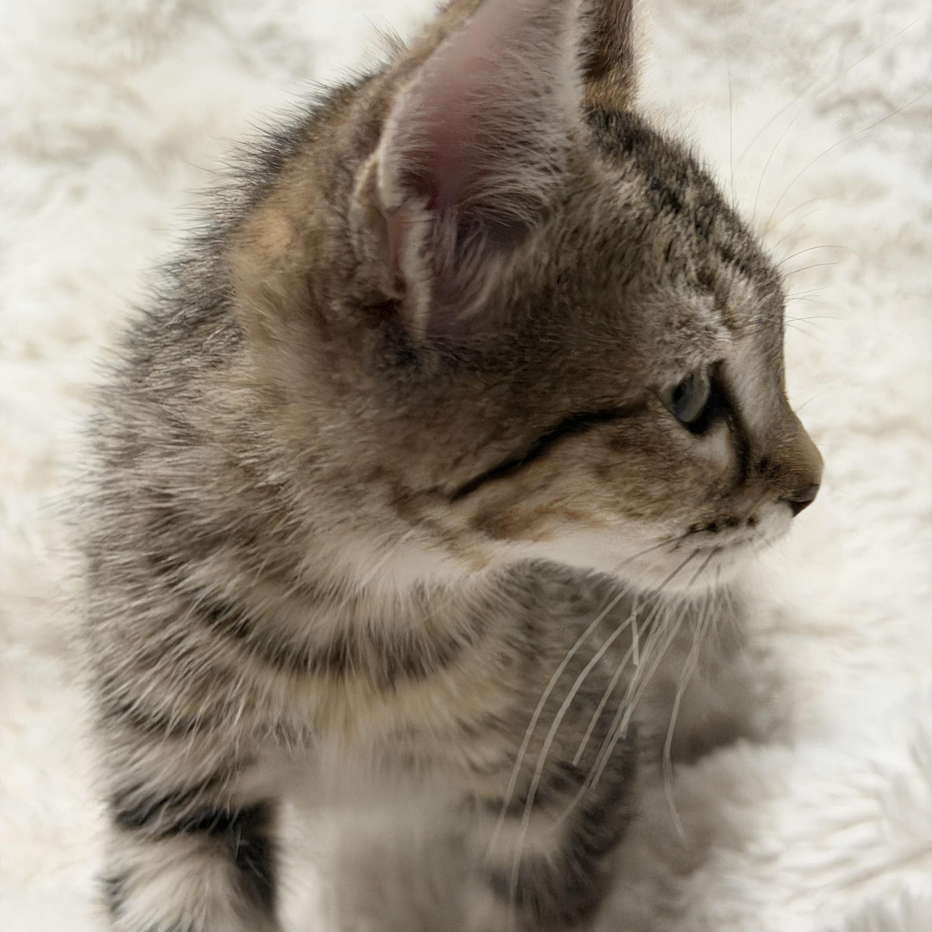 Brooklyn, a ADOPTABLE Tabby in Pasco, WA image 5/6