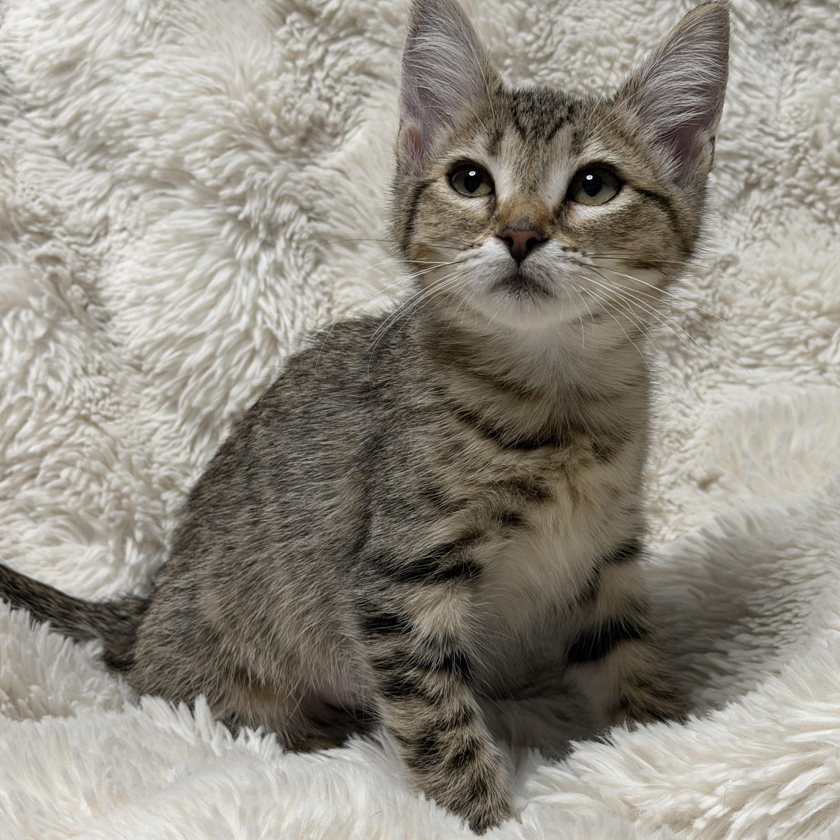 Brooklyn, a ADOPTABLE Tabby in Pasco, WA image 2/6