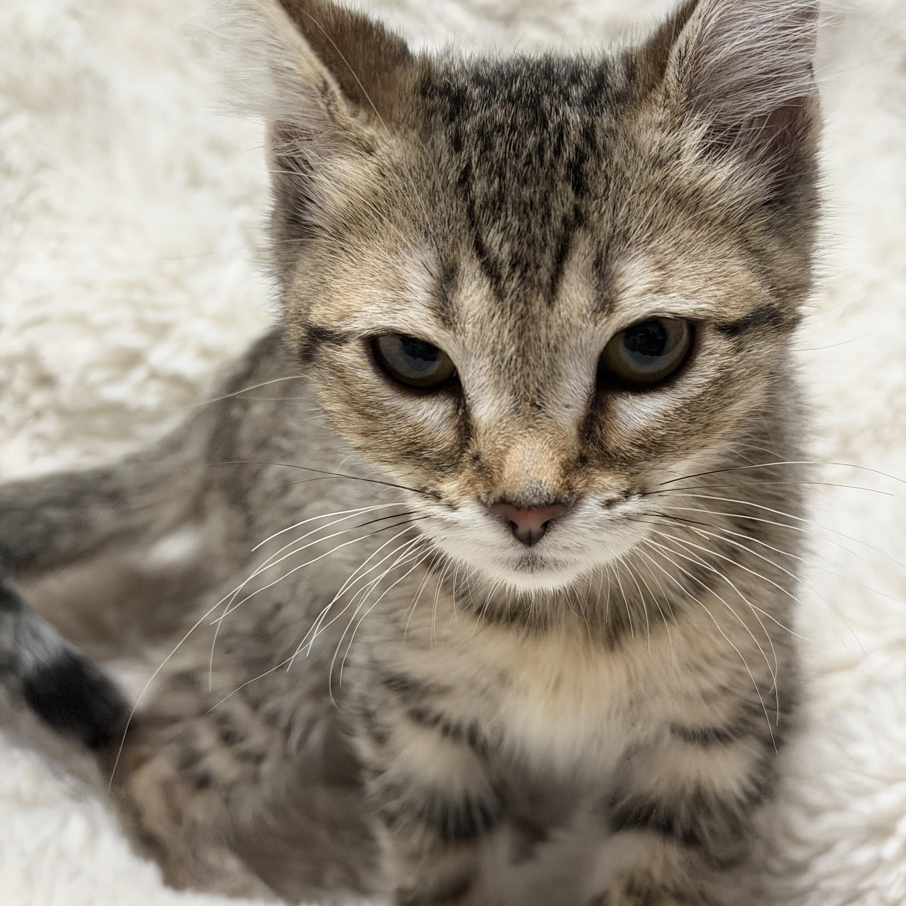 Brooklyn, a ADOPTABLE Tabby in Pasco, WA image 4/6