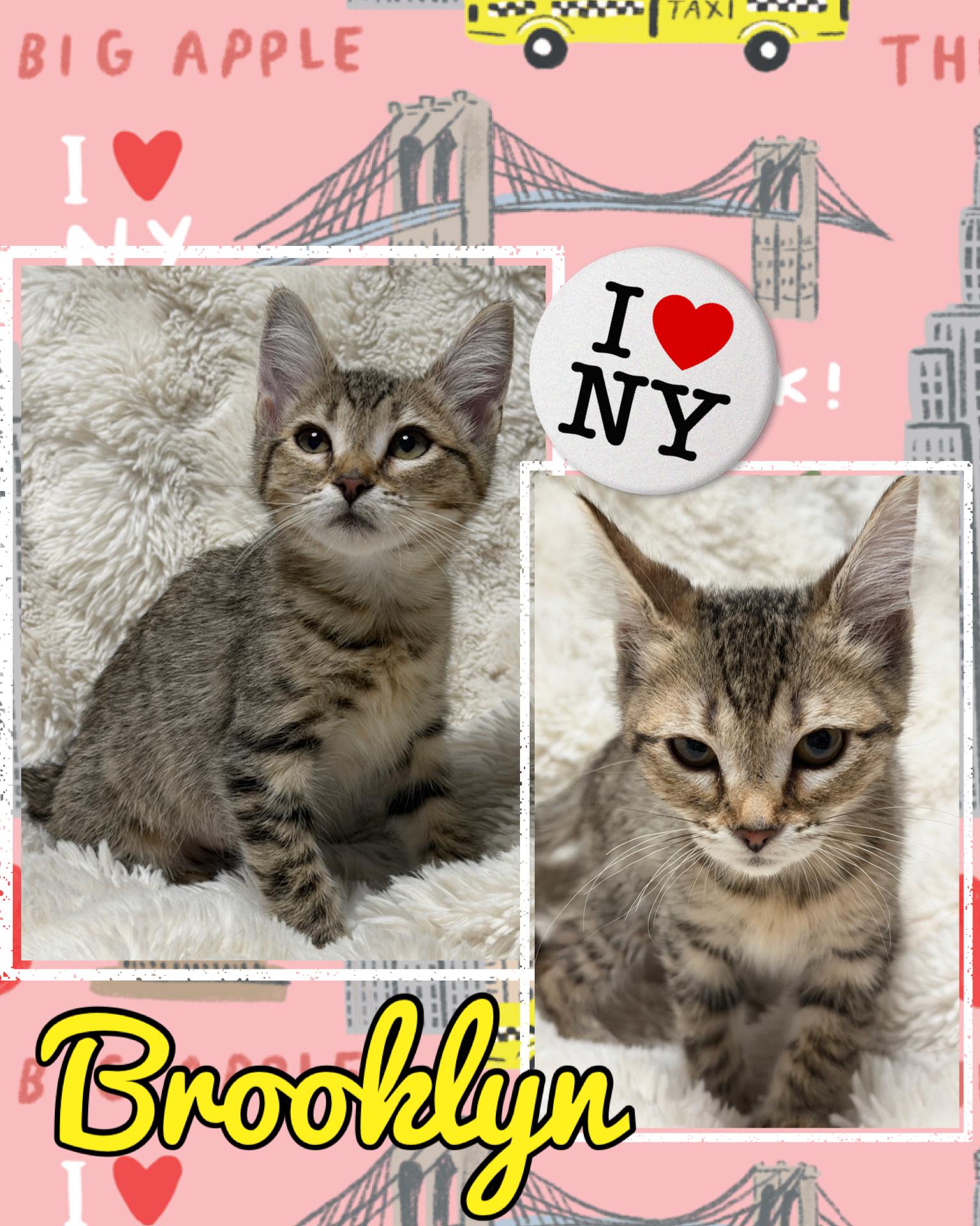 Brooklyn, a ADOPTABLE Tabby in Pasco, WA image 6/6