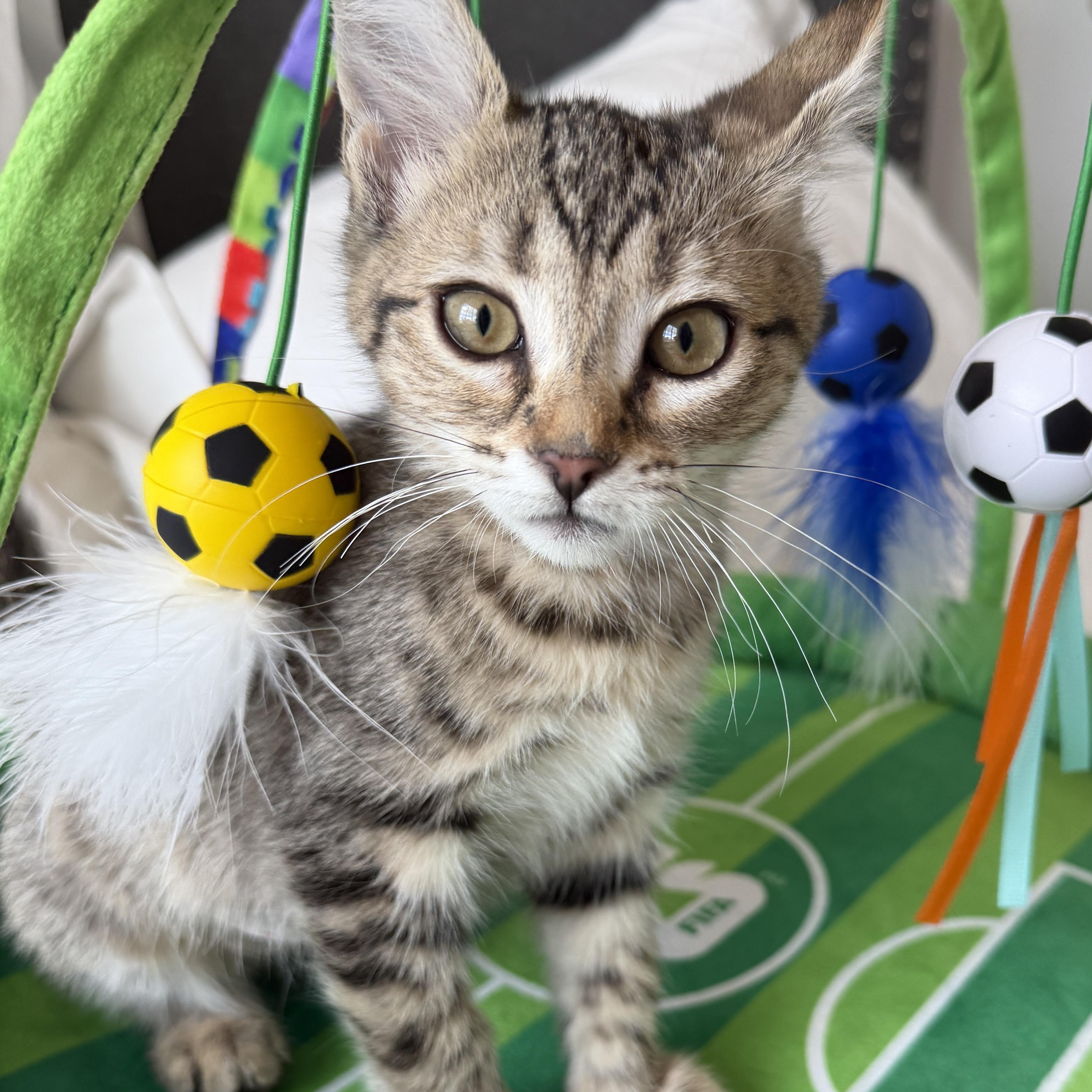 Brooklyn, a ADOPTABLE Tabby in Pasco, WA image 1/6