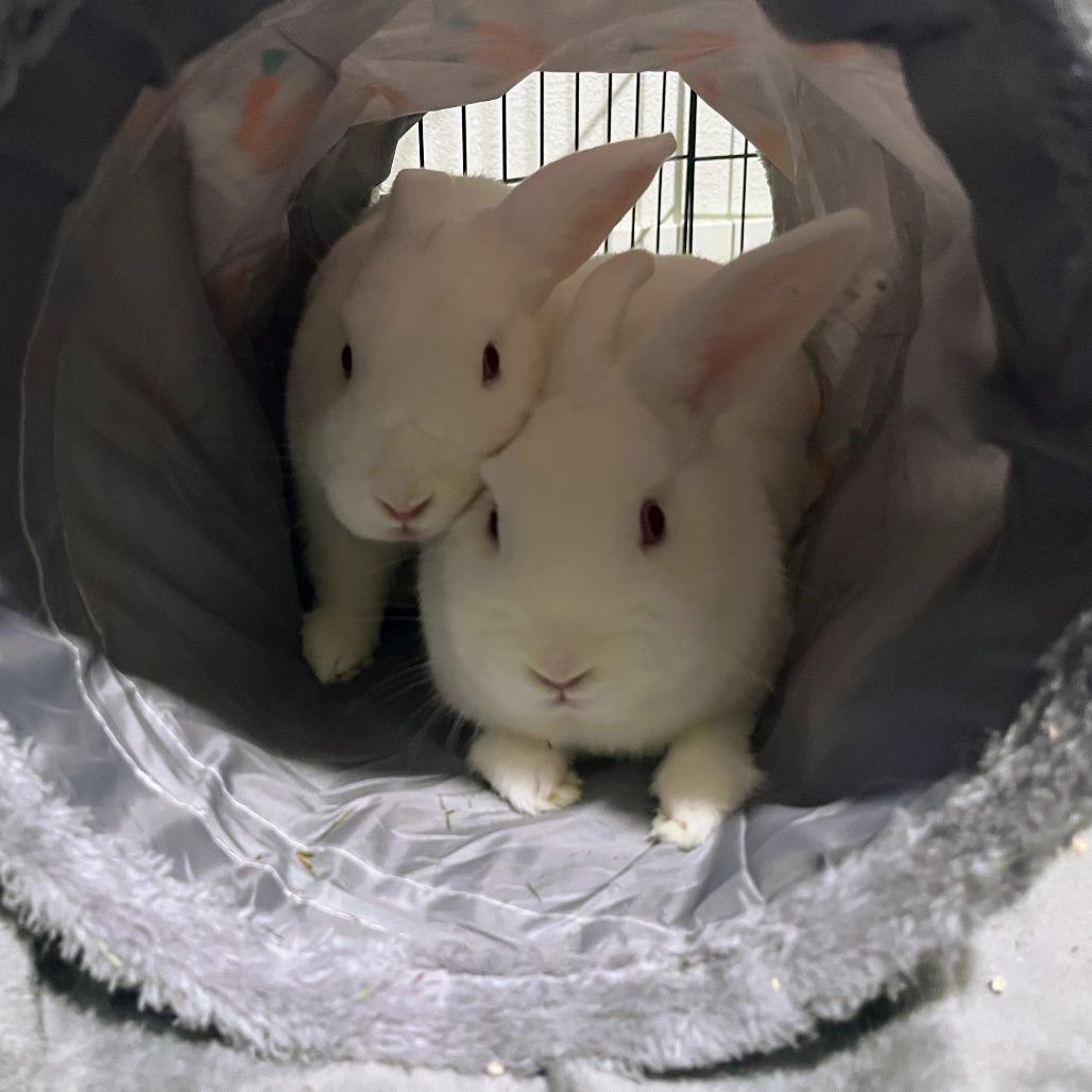 Joe, Adoptable, Young Male Florida White.