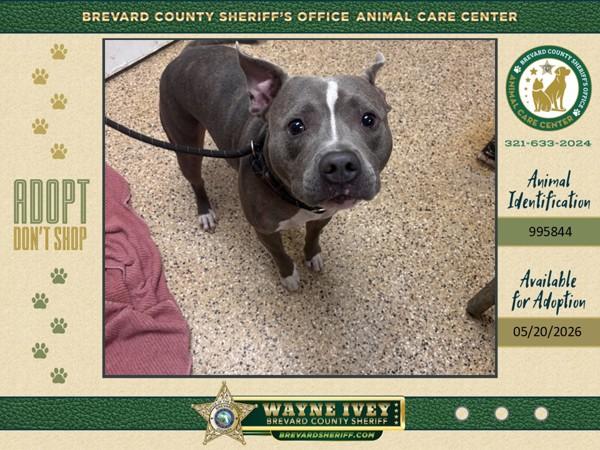 Enlarge Zephyr, a Adoptable mixed breed in Melbourne, FL image 1/1