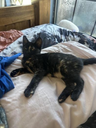 Cali — thumbnail 2