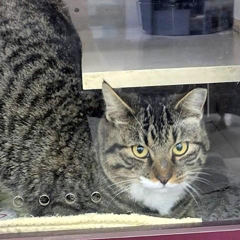 Chase, Adoptable, Adult Male Tabby.