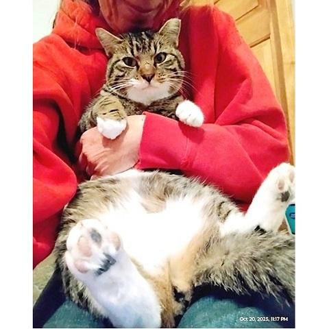 Chase, a Adoptable Tabby in Salt Lake City, UT image 3/3